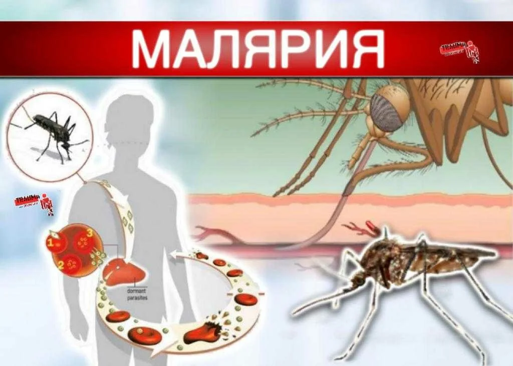 Малярия картинки для презентации